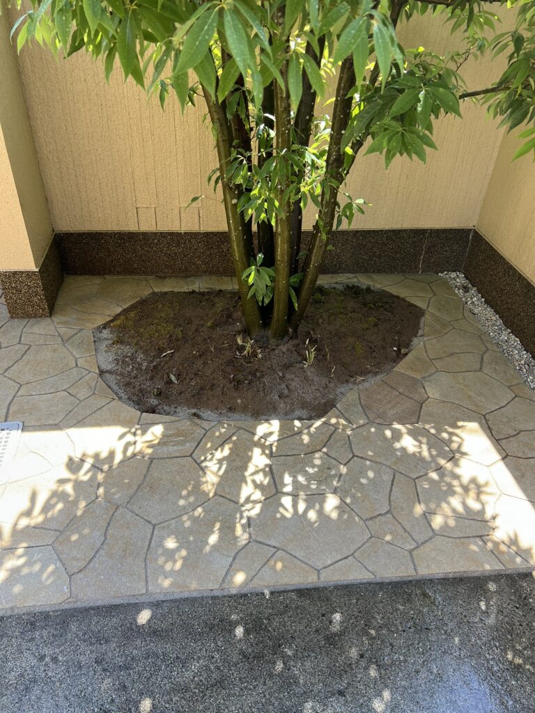 シラカシ