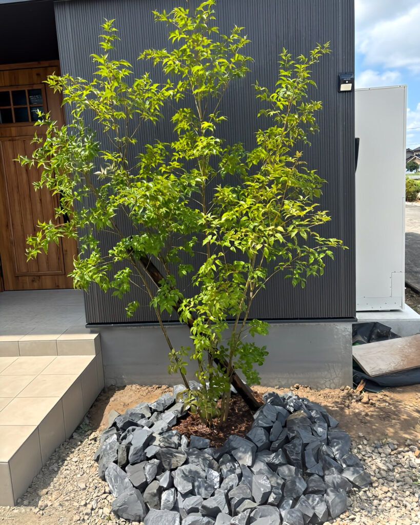 アオダモ