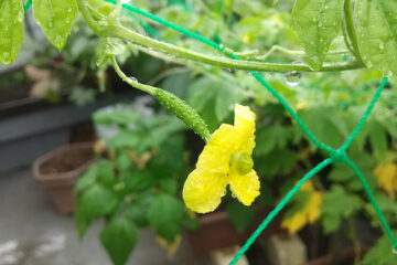 Bitter Melon From Home Garden
