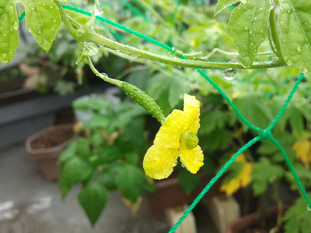 Bitter Melon From Home Garden